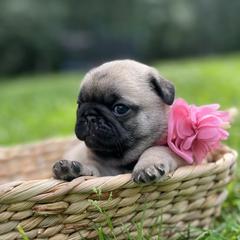 Brynn - Fawn female Pug puppy in Augusta, Wisconsin from Maria Martin