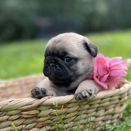 Brynn - Fawn female Pug puppy in Augusta, Wisconsin from Maria Martin