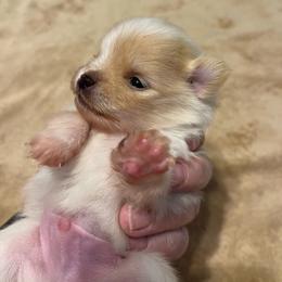 Boy 5 - Cream male Pomeranian puppy in Jamestown, California from Park Avenue Poms