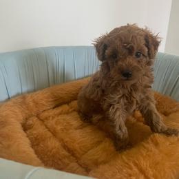 Milo - Apricot male Poodle puppy in Apex, North Carolina from Happy puppies