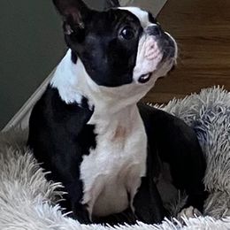 Boston Terrier All Grown Up from H & H Boston Terriers