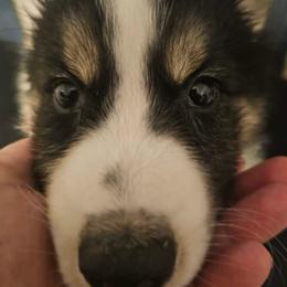 Yakutian Laika Puppies from Trailblazer Yakutian Laikas