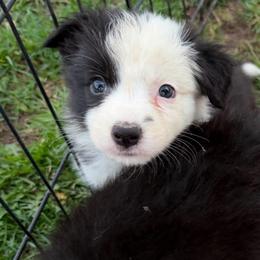Conor - Black and white male Border Collie puppy in Lakeview, Michigan from Haven Creek Farm
