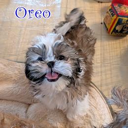 Oreo - Gold and white male Shih Tzu puppy in Surprise, Arizona from Arizona Shih Tzu