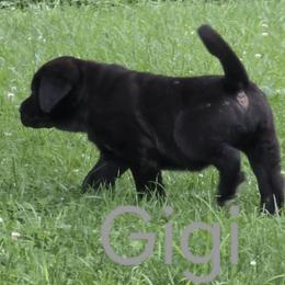 Gigi - Black female Spanish Mastiff puppy in Prosperity, Pennsylvania from Prosperity Guardians