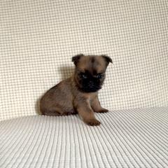 Brussels Griffon Puppies from Butler Brussels Griffon