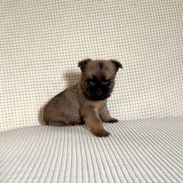 Brussels Griffon Puppies from Butler Brussels Griffon