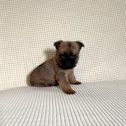Brussels Griffon Puppies from Butler Brussels Griffon