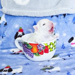 Maltese puppies from Norma T.'s Maltese