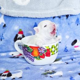 Maltese puppies from Norma T.'s Maltese