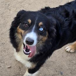 Katrina - Australian Shepherd