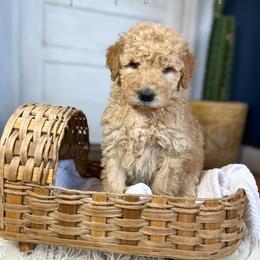 Hey Diddle Diddle - Red  male Goldendoodle puppy in Grove, Oklahoma from Guinn Family Farms