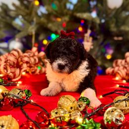 Amethyst - Black and white female Sheepadoodle puppy in Tahlequah, Oklahoma from Mulberry Ridge Doodles
