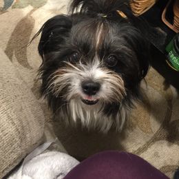 Penny - Shih Tzu