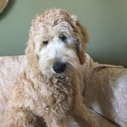 Goldendoodles from Just Doodles by the Bay