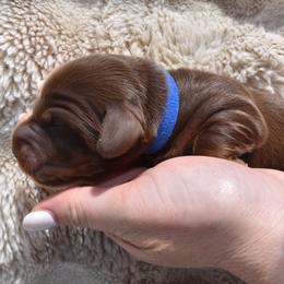 Miami - Chocolate and tan male Dachshund puppy in Hialeah, Florida from Slinky Doxie 305
