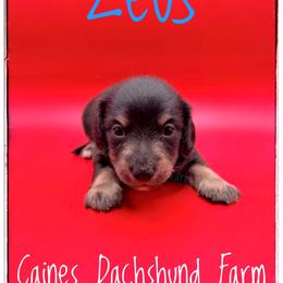 Zeus - Black and cream male Dachshund puppy in Cincinnati, Ohio from Caines Dachshund Farm