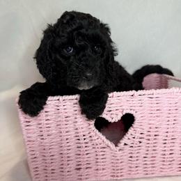Daffodil - Parti female Poodle puppy in Longview, Washington from Evergreen Miniature Poodles