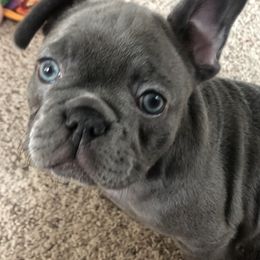 French Bulldog and Newfoundland Puppies from Haywire Frenchies & Newfoundland’s