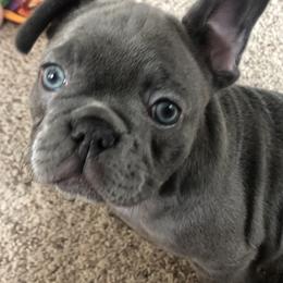French Bulldog and Newfoundland Puppies from Haywire Frenchies & Newfoundland’s