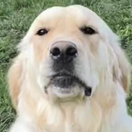 Daisy - Golden Retriever