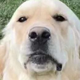 Daisy - Golden Retriever