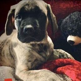 Mastiff Puppies from Eagle Pond Mastiffs
