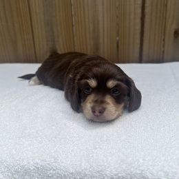 Anna - Chocolate and cream female Dachshund puppy in Goodyear, Arizona from SND Dachshunds