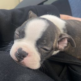 Boston Terrier Puppies from Christina's Boston Terriers