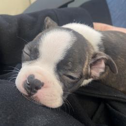 Boston Terrier Puppies from Christina's Boston Terriers