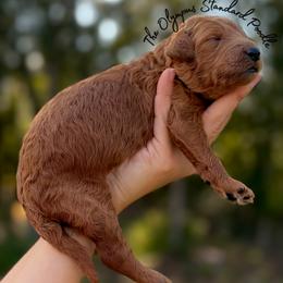 Percy Weasley - Red  male Poodle puppy in Spring Hills, Florida from The Olympus Standard Poodle