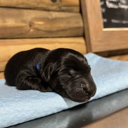 Blue Male - Black male Labrador Retriever puppy in Franklin, Virginia from Oak Hollow Retrievers