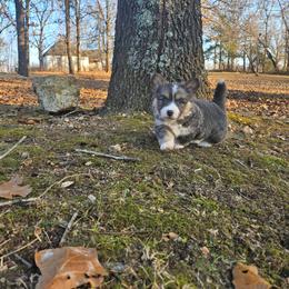 Zara - Blue female Pembroke Welsh Corgi puppy in Norwood, Missouri from McGraw's Paws 🐾