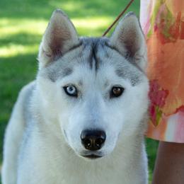 Opal - Siberian Husky