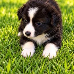 Trixie - Black & white female Miniature Australian Shepherd puppy in Stuart, Iowa from Arbor Hill Aussies