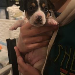 Rat Terrier Puppies from The Puppy Patch Rat Terriers