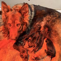 Boy 6 - Sable male German Shepherd puppy in Hollis Center, Maine from Noble German Shepherds of Maine