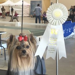 Cliff - Yorkshire Terrier