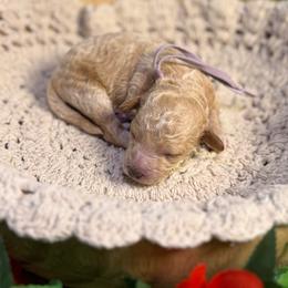 Pocket (lavender) - Red  female Goldendoodle puppy in Haltom City, Texas from Ohana Doodles