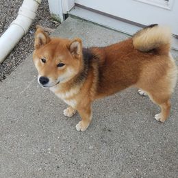 Angel - Shiba Inu