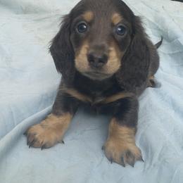 DBs Kurt G - Cream male Dachshund puppy in Summerfield, Florida from D & B Ranchette