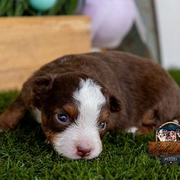 Zephyr - Red tri male Miniature Australian Shepherd puppy in Granbury, Texas from Best Little Aussies
