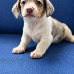 Opel - Dapple female Dachshund puppy in Greenup, Kentucky from Tygart Creek Dachshunds