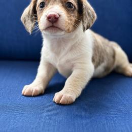 Opel - Dapple female Dachshund puppy in Greenup, Kentucky from Tygart Creek Dachshunds