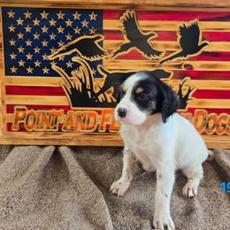Boy 6 - Blue belton and tan (tri-color) male English Setter puppy in Potosi, Wisconsin from Point and Flush Gun Dogs