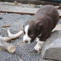 Australian Shepherd Puppies from Stephanie Young's Australian Shepherds