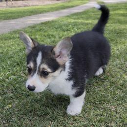 AKC  Tri with tail - Black and tan male Pembroke Welsh Corgi puppy in Summerfield, Florida from Promise Land Farm