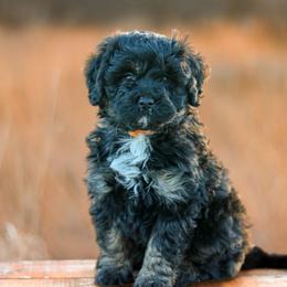 Wheeler - Black tri-color male Aussiedoodle puppy in Crete, Nebraska from Doodles & Co