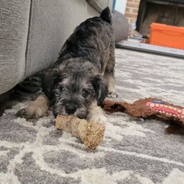 Miniature Schnauzers from Allen Fam Mini Schnauzers
