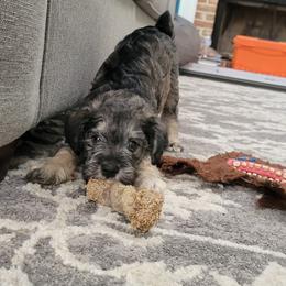 Miniature Schnauzers from Allen Fam Mini Schnauzers